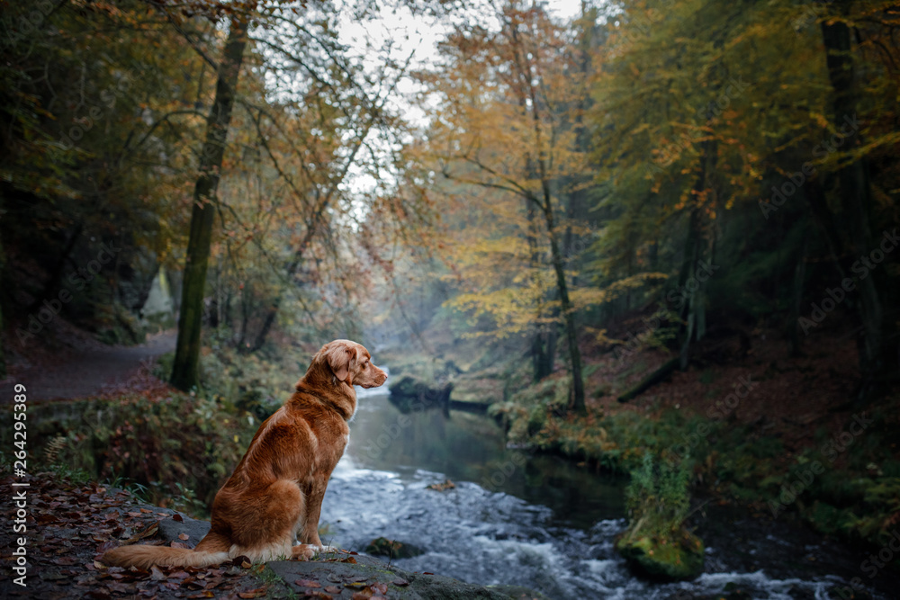 Nova Scotia Duck Tolling Retriever in the forest. Hike with a dog Nova Scotia Duck Tolling Retriever in the forest. Hike with a dog