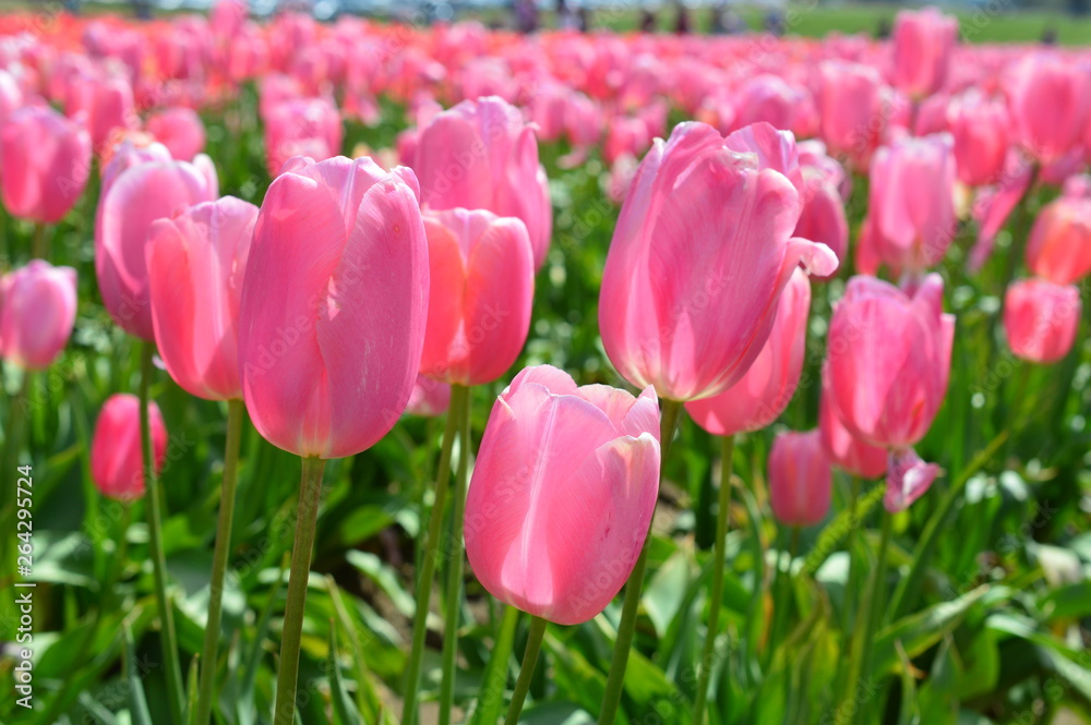 Wooden Shoe Tulip Festival in Woodburn Oregon Wooden Shoe Tulip Festival in Woodburn Oregon