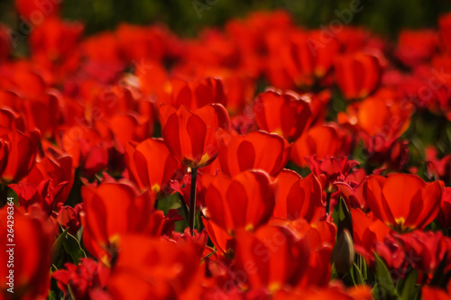 red tulips on a tulip field