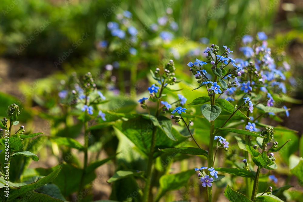 Myosotis (Forget Me Not, Scorpion grasses) - flowering small blue flowers, background. Delicate spring Plant in the garden, concept