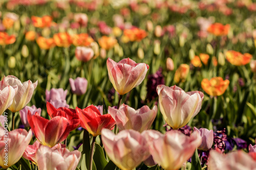 colorful tulip field