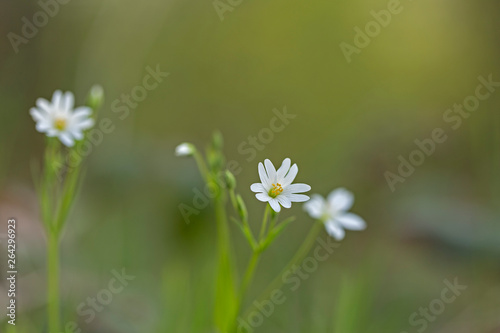 Flower of Greater Stitchwort (Stellaria holostea). Closeup. Stellaria Holostea (greater stitchwort). 
