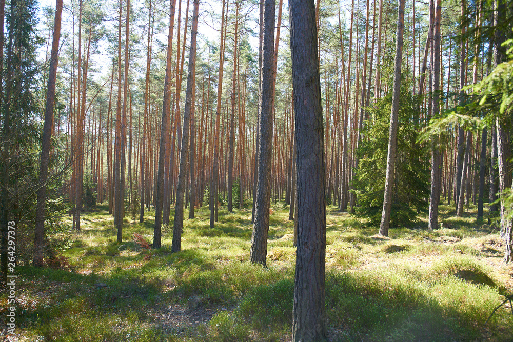 Fototapeta premium pine trees in a forest