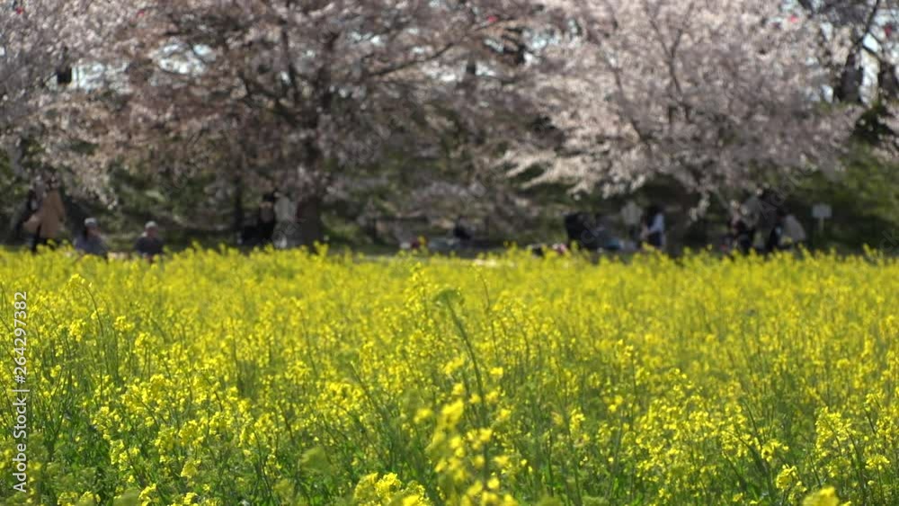 SATTE, SAITAMA, JAPAN - CIRCA APRIL 2019 : CHERRY BLOSSOMS and RAPE FLOWER (CANOLA FLOWER). Spring season. Slow motion shot. SATTE, SAITAMA, JAPAN - CIRCA APRIL 2019 : CHERRY BLOSSOMS and RAPE FLOWER (CANOLA FLOWER). Spring season. Slow motion shot.