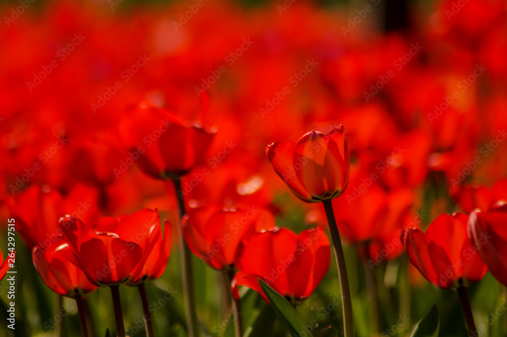 Fototapeta premium red tulip field