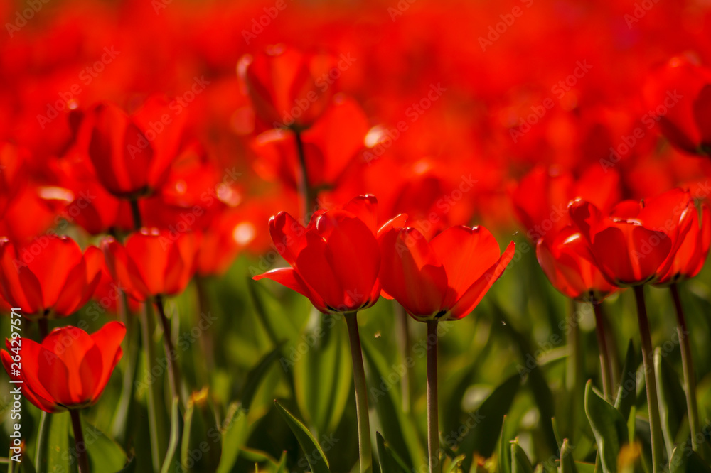 Fototapeta premium red tulip field