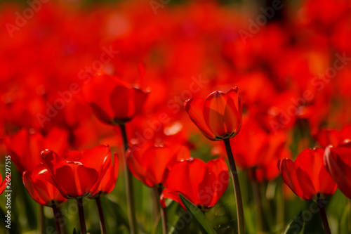 red tulip field