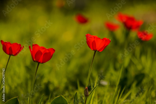 red tulip field