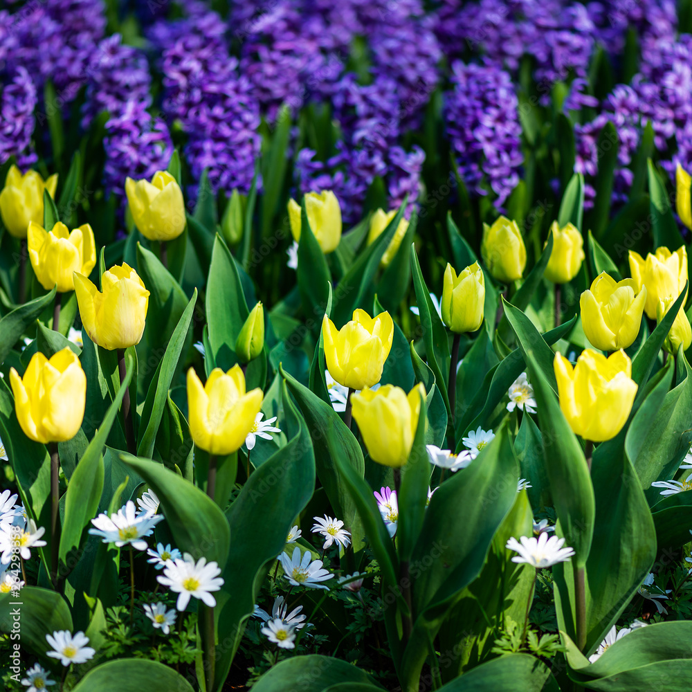 Obraz premium Keukenhof gardens in the Netherlands during spring. Close up of blooming flowerbeds of tulips, hyacinths, narcissus