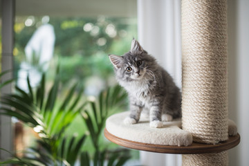 blue tabby maine coon kitten standing on cat furniture platform looking at the camera in front of a garden