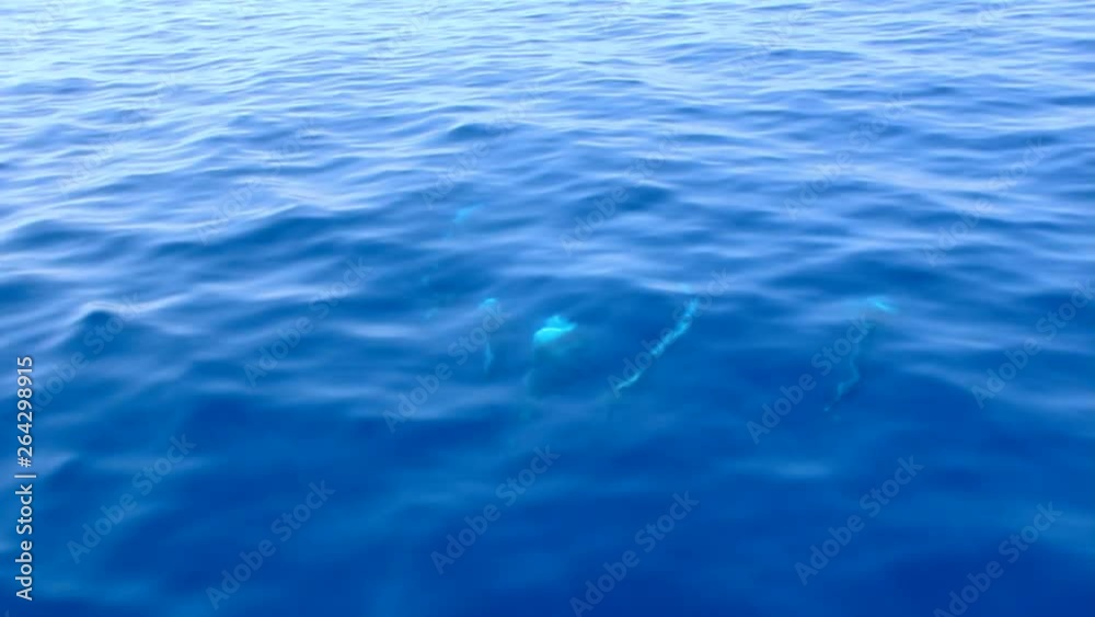 Family of pilot whales underwater. Group of cetaceans swimming on blue ocean. Wonderful wildlife, nature concepts Family of pilot whales underwater. Group of cetaceans swimming on blue ocean. Wonderful wildlife, nature concepts