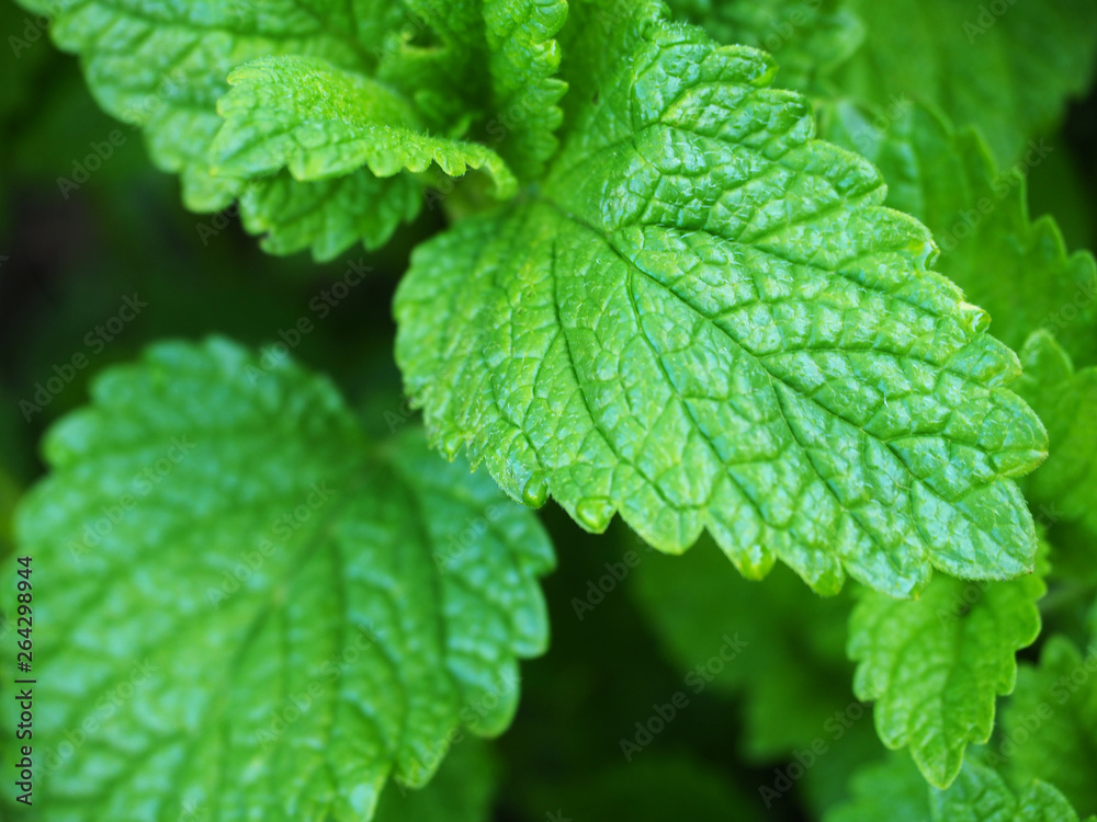 Mint leaves in the garden. Mint leaves in the garden.