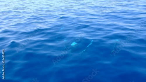 Family of pilot whales underwater. Group of cetaceans swimming on blue ocean. Wonderful wildlife, nature concepts
