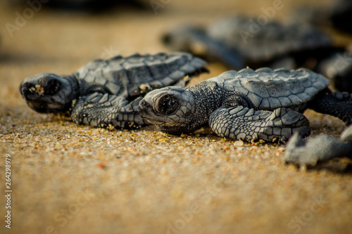 Baby hatchling sea turtles struggle for survival as they scamper to the ocean in Cabo Pulmo National Park near Cabo San Lucas, Mexico