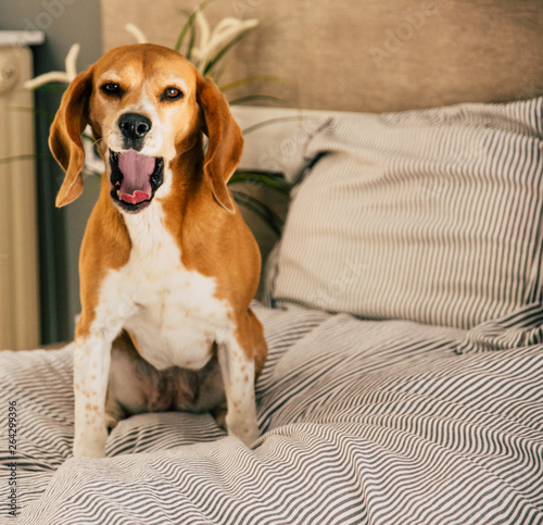 Dog in owners bed or sofa. Lazy beagle dog tired sleeping or waking up. Yawning © CaptureMedia