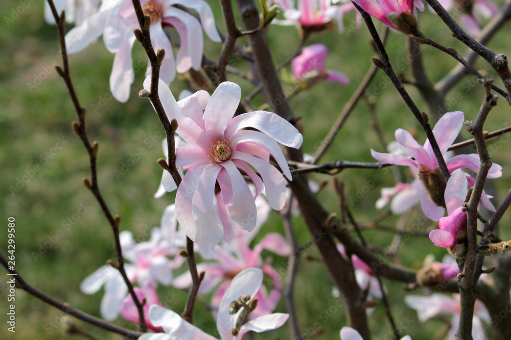 Branches of Magnolia stellata or Star magnolia (cultivar Rosea) with pink flowers in early spring