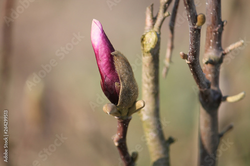 Magnolia (cultivar Betty) pink bud in early spring photo