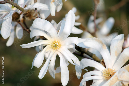 White flower of Magnolia stellata or Star magnolia in early spring photo