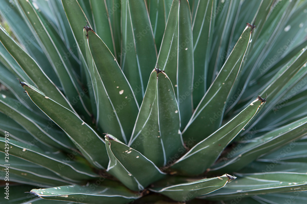 Fototapeta premium Yucca Agave
