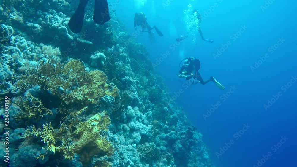 Scuba diver descending to the bottom Scuba diver descending to the bottom