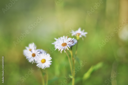 "Chamo" Chamomile flowers in the evening ZDS Wildflowers Collection