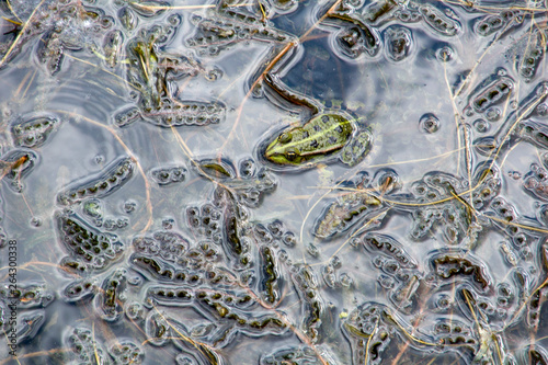 Obraz na plátně Abstract photo of a marsh frog in brook with spawn in Hungary