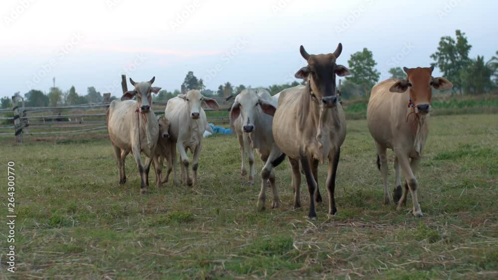 Cattle Moving Away. Cows Walking In Grass. Cattle Moving Away. Cows Walking In Grass.
