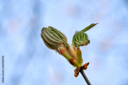 Wiosenny pączek liści kasztanowca