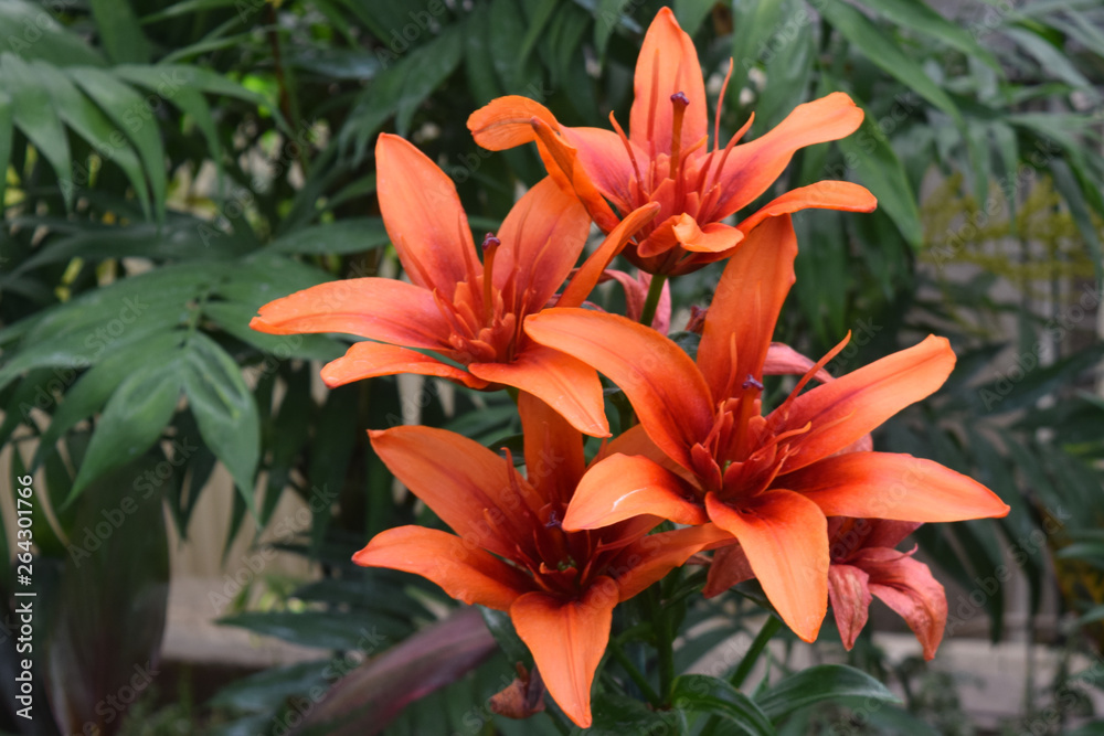 Orange Lilies in the Garden Orange Lilies in the Garden