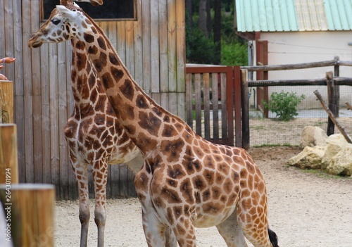 girafes dans leur enclos au zoo