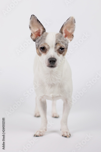 Cute pretty dog
