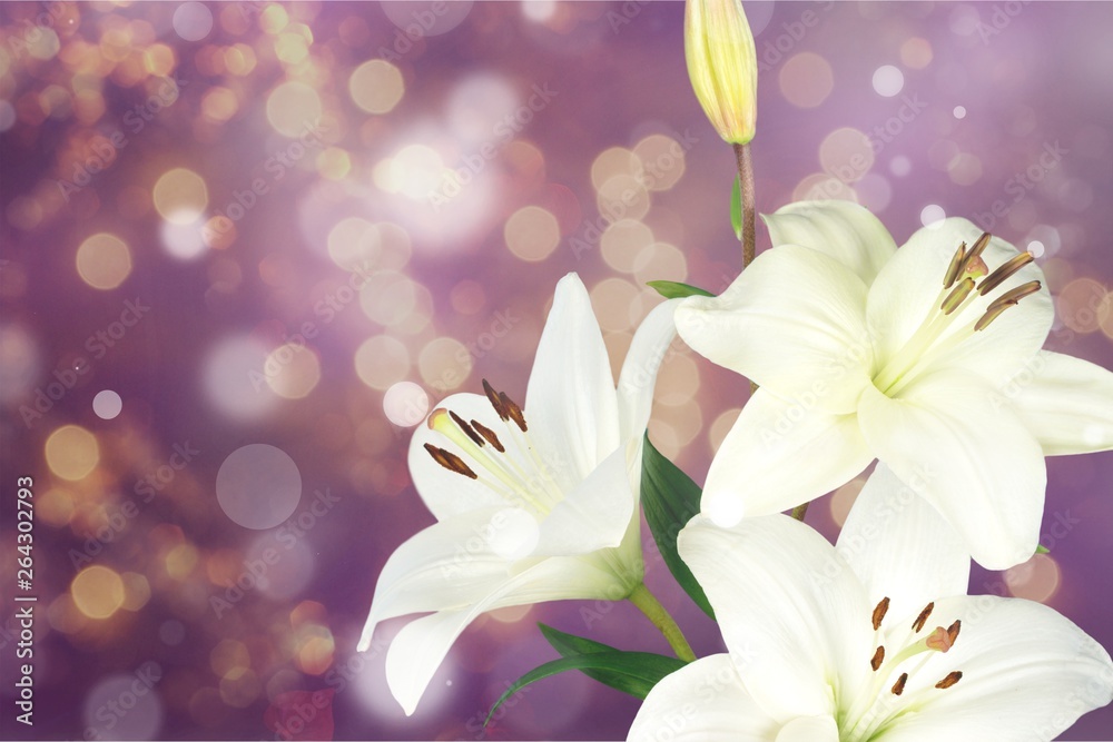 Naklejka premium white lily flower