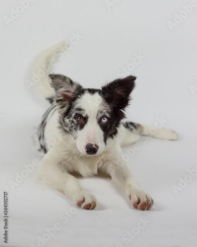 Cute pretty dog