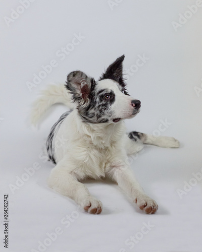 Cute pretty dog
