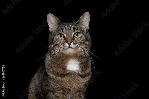 studio portrait of tabby european shorthair cat on black background