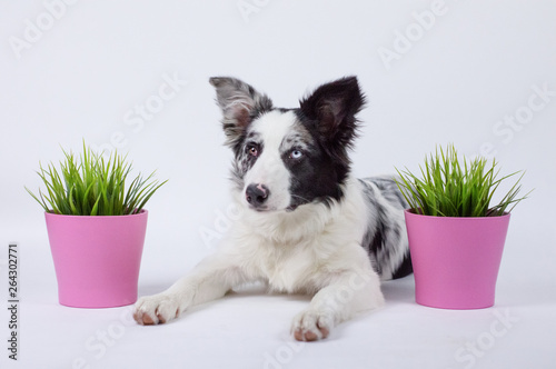 Cute pretty dog