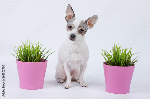 Cute pretty dog