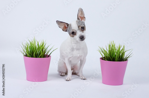 Cute pretty dog