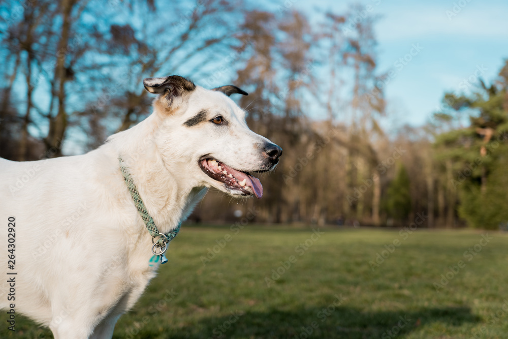 Beautiful white dog on a meadow in a public park Beautiful white dog on a meadow in a public park
