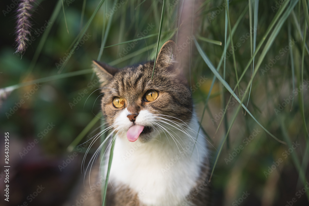 tabby british shorthair cat sticking out tongue under some culms of pampas grass