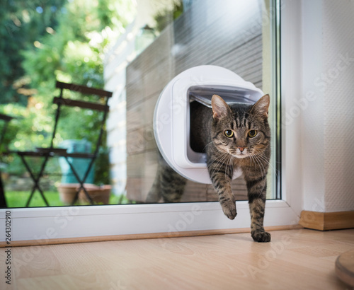 tabby european shorthair cat entering the room