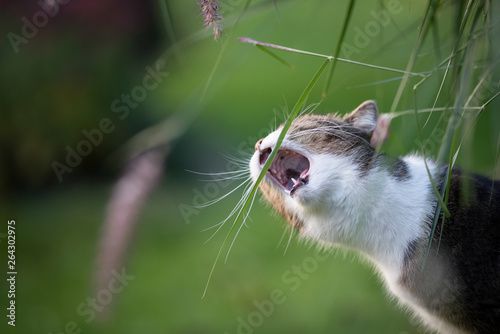 side view of a tabby british shorthair cat trying to reach a culm of catgrass with it's mouth photo