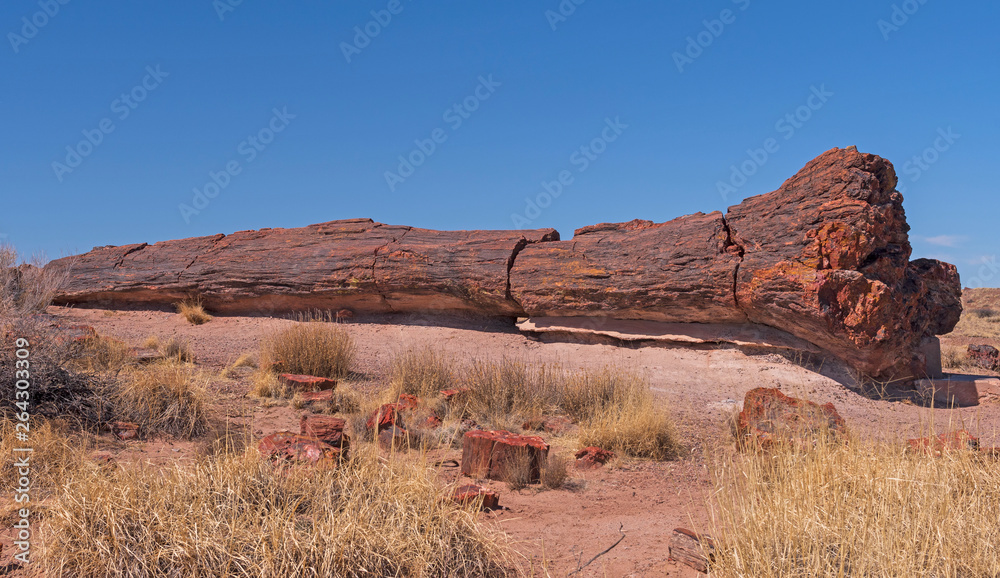 Large Petrified Log in the Desert