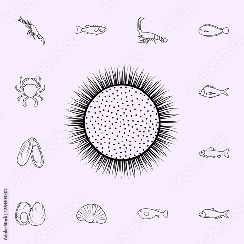 sea egg kina icon. Fish icons universal set for web and mobile