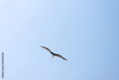 Seagull flying in clear blue sky. Natural background with flying bird in sunny day. Egypt.