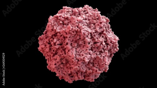 Feline Panleukopenia Virus (cat distemper virus) Capsid Structure based on PDB : 1FPV, 360 degree rotation loop