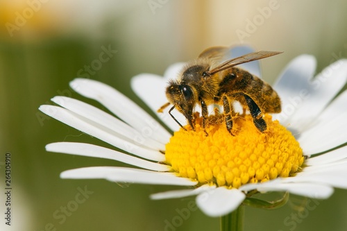 bee or honeybee on white flower of common daisy