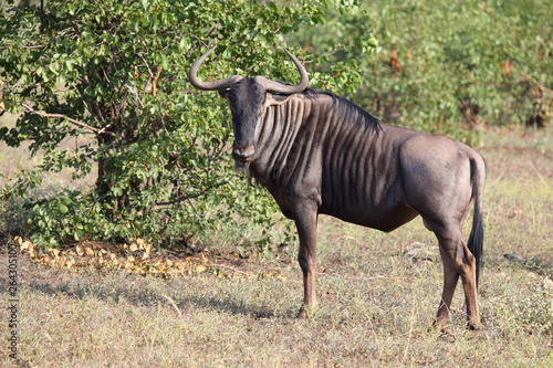 Streifengnu   Blue wildebeest   Connochaetes taurinus