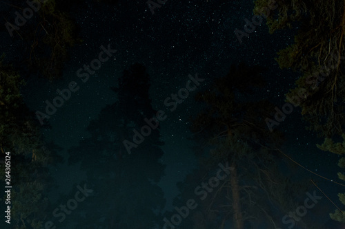 the night sky is seen through the tops of the pines