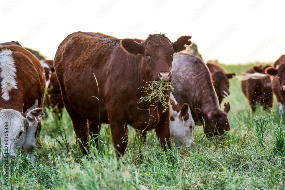 Cattle breeding in the Province of Buenos Aires, Argentina